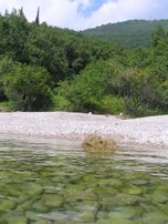 Medveja