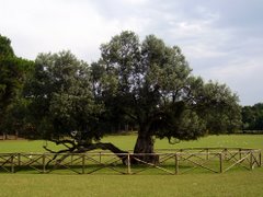 Parco delle isole Brioni - olivo millenario