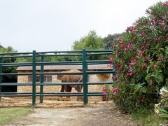 Safari Park