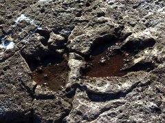 Punta Pogledalo - impronte fossili di dinosauri teropodi