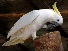 Koki