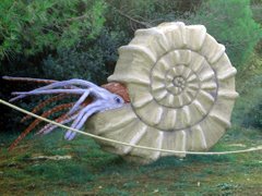 Kamenjak - percorso dei dinosauri - ammonite
