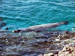 Kamenjak - avvistata la foca monaca