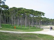 Medulin - pineta