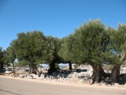 gli olivi di Lun