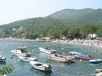 Medveja
