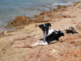 spiagge per cani a Lopar isola Rab