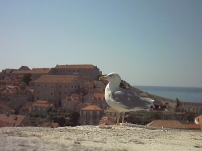 gabbiano a Dubrovnik