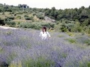 lavanda di Hvar