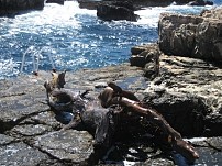 Dubrovnik - Lokrum