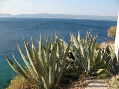 Riviera di Makarska - aloe