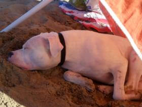 dogo argentino in spiaggia