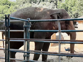 ellefante allo zoo nel parco delle Brioni