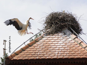 Cicogne nel paese Cigoc in Croazia