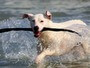 spiagge per cani in Croazia