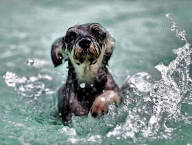 spiagge per cani sulla Riviera di Zara