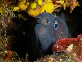 murena in fondo al mare