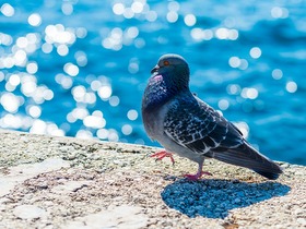 natura a Dubrovnik