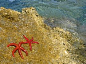 stelle marine rosse