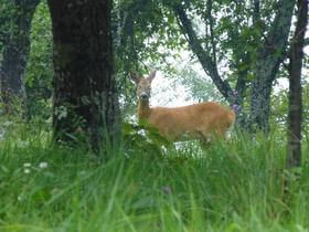 capriolo incuriosito