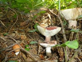 funghi