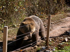 orso bruno a Kuterevo in Croazia