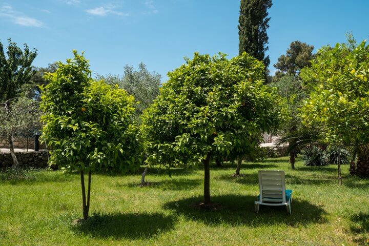 sedie a sdraio nell'ombra del giardino