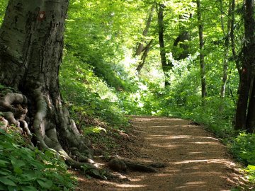 nel bosco del Parco Medvednica