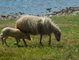 le pecore dell'isola Rava