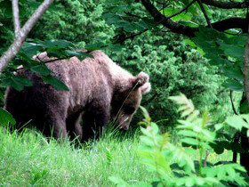 Parco Nazionale Risnjak orso bruno Europeo