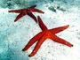 le stelle marine di Dugi Otok