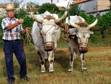 Festa del Patrono a Sisa e mostra di Boskarin