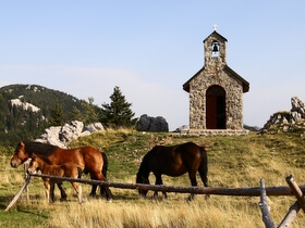 i cavalli del Parco Nazionale del Velebit Settentrionale